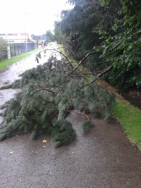 Einsatz der Feuerwehr Eilvese: Baum auf Straße, 05.07.2014, Bild 2