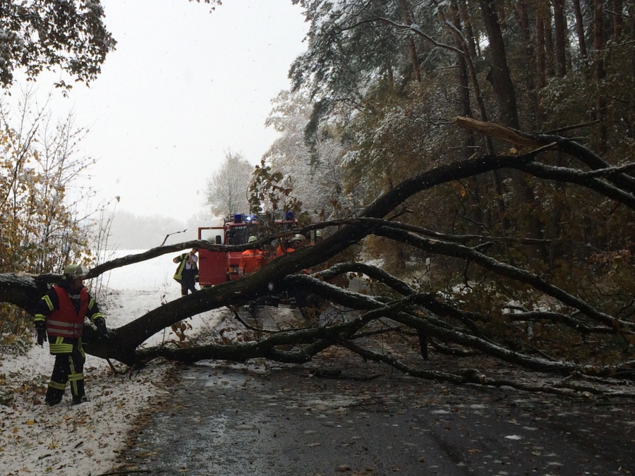 Einsatz der Feuerwehr Eilvese: Baum auf der Fahrbahn, 08.11.2016, Bild 1