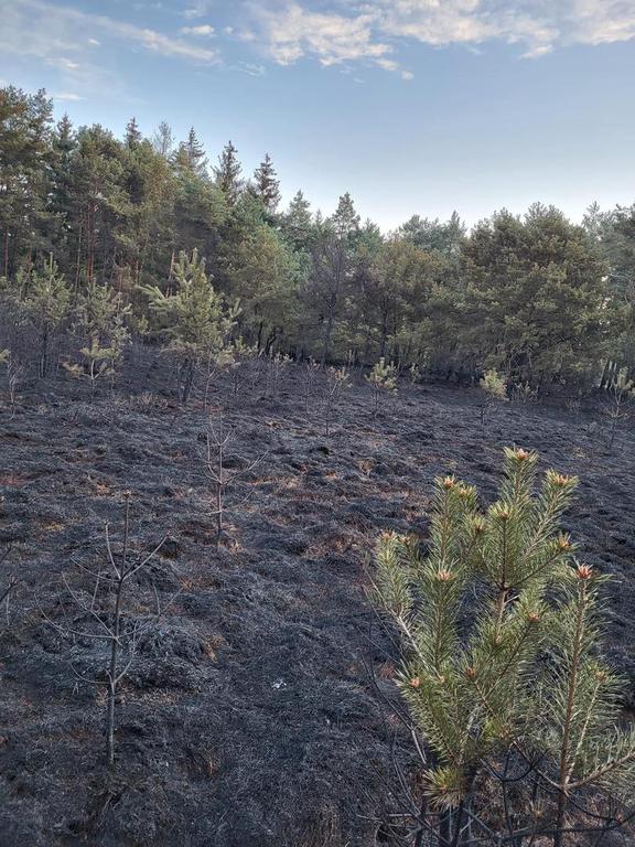 Einsatz der Feuerwehr Eilvese: Waldbrand (Verpflegung), 22.04.2023, Bild 6
