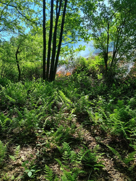 Einsatz der Feuerwehr Eilvese: Böschungsbrand, 15.05.2024, Bild 6