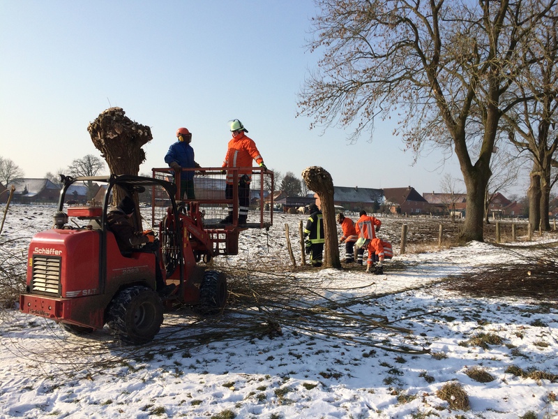 Kopfweidenschneiden, 03.03.2018, Bild 2