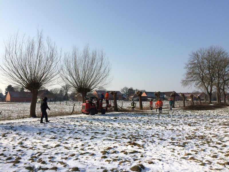 Kopfweidenschneiden, 03.03.2018, Bild 3